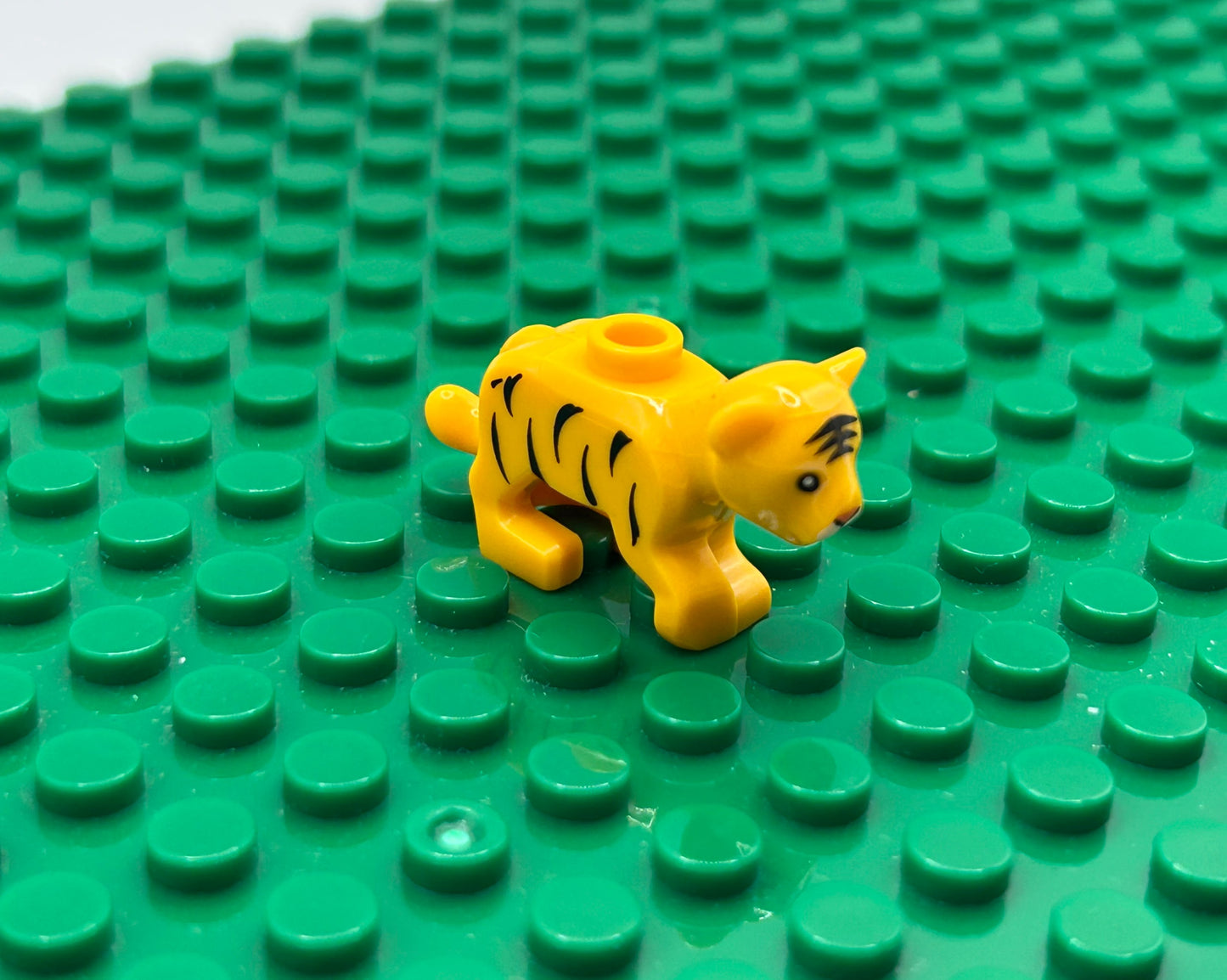 Kittens—Choose Color