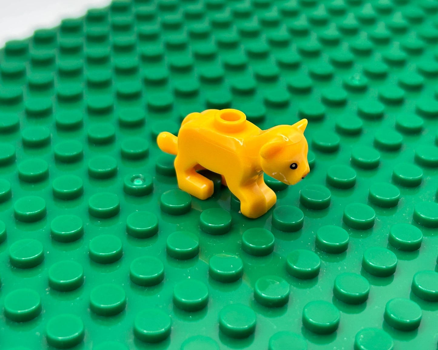 Kittens—Choose Color