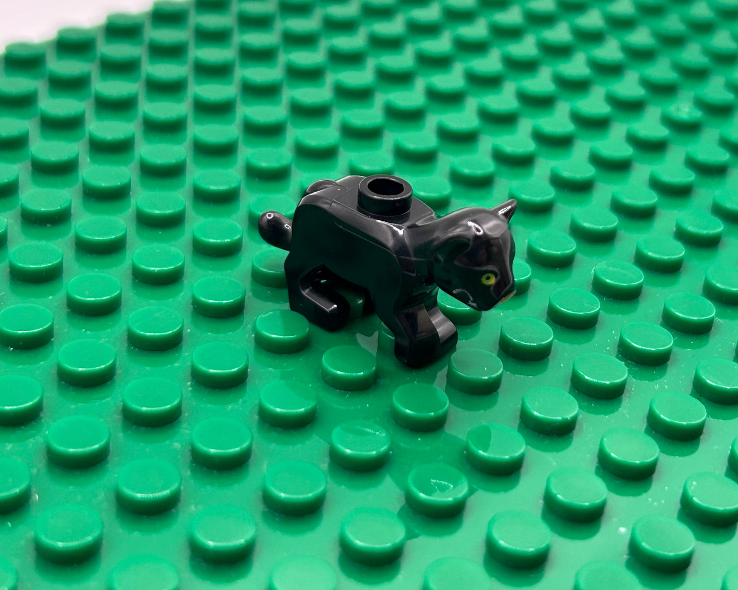 Kittens—Choose Color