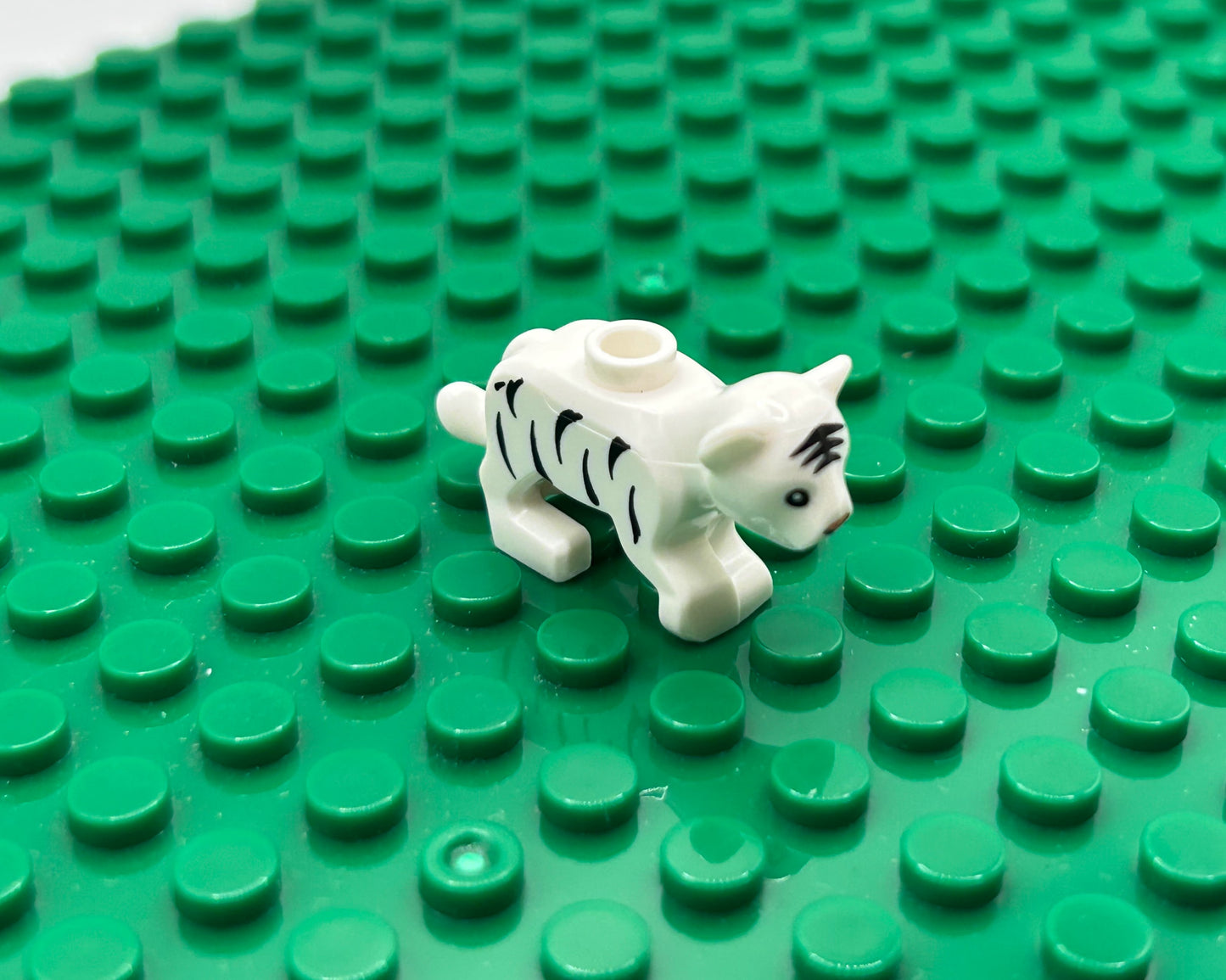 Kittens—Choose Color